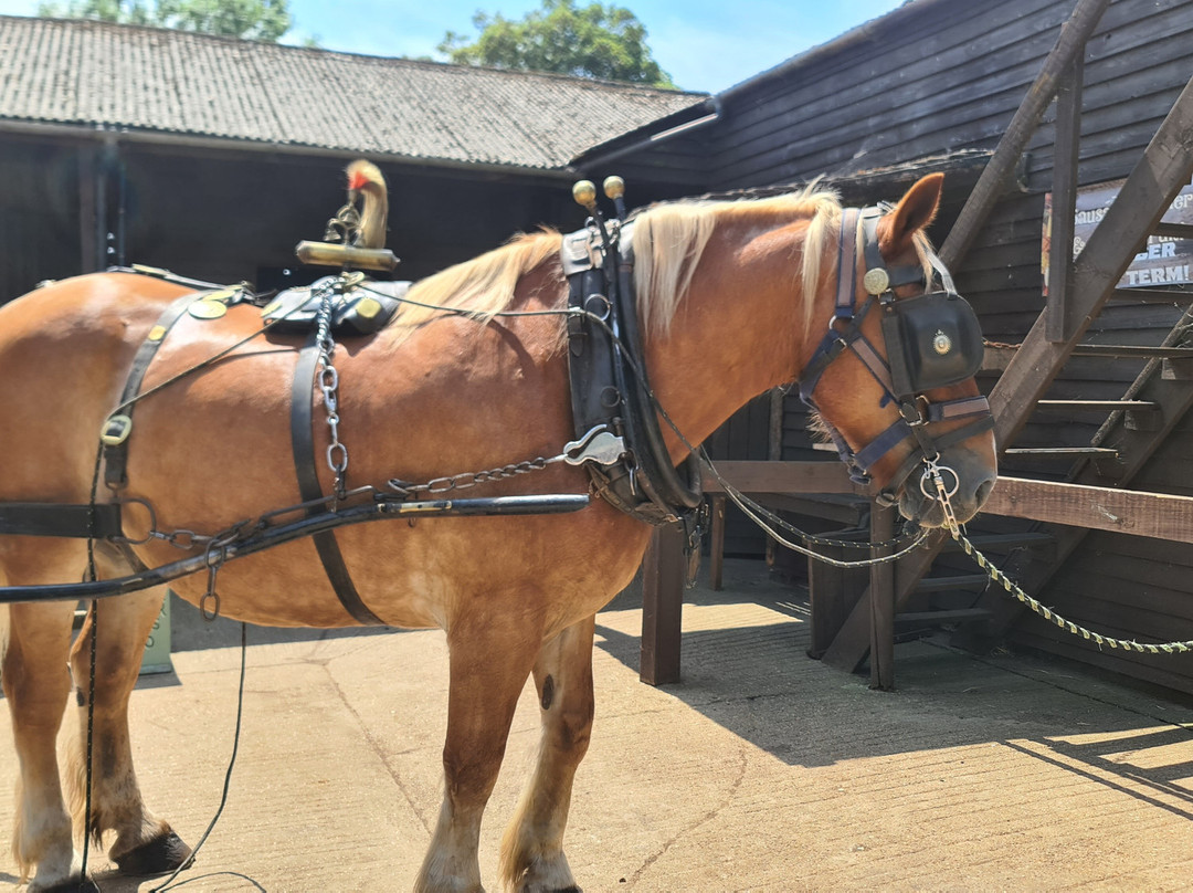 Dorset Heavy Horse Farm Park-Verwood必去景点