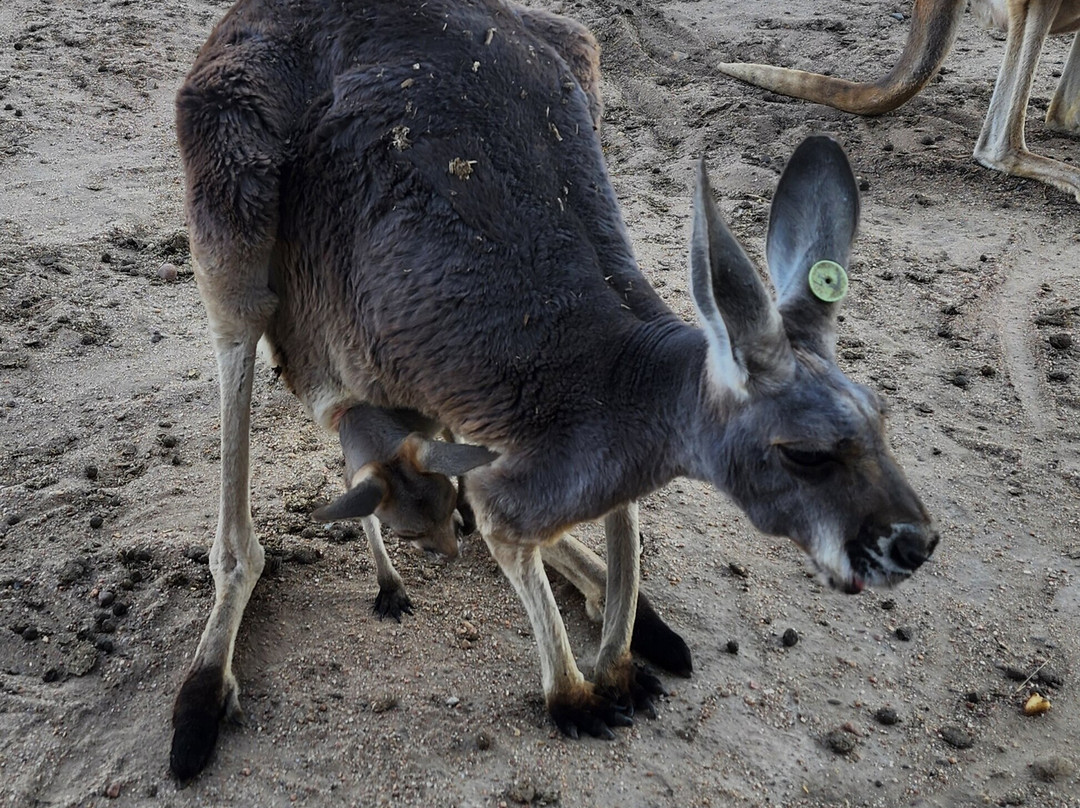 Hedrick's Exotic Animal Farm Bed and Breakfast主图