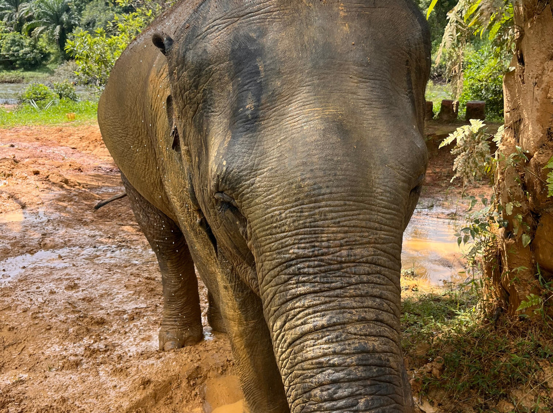Khao Sok Travel-万打坤必去景点
