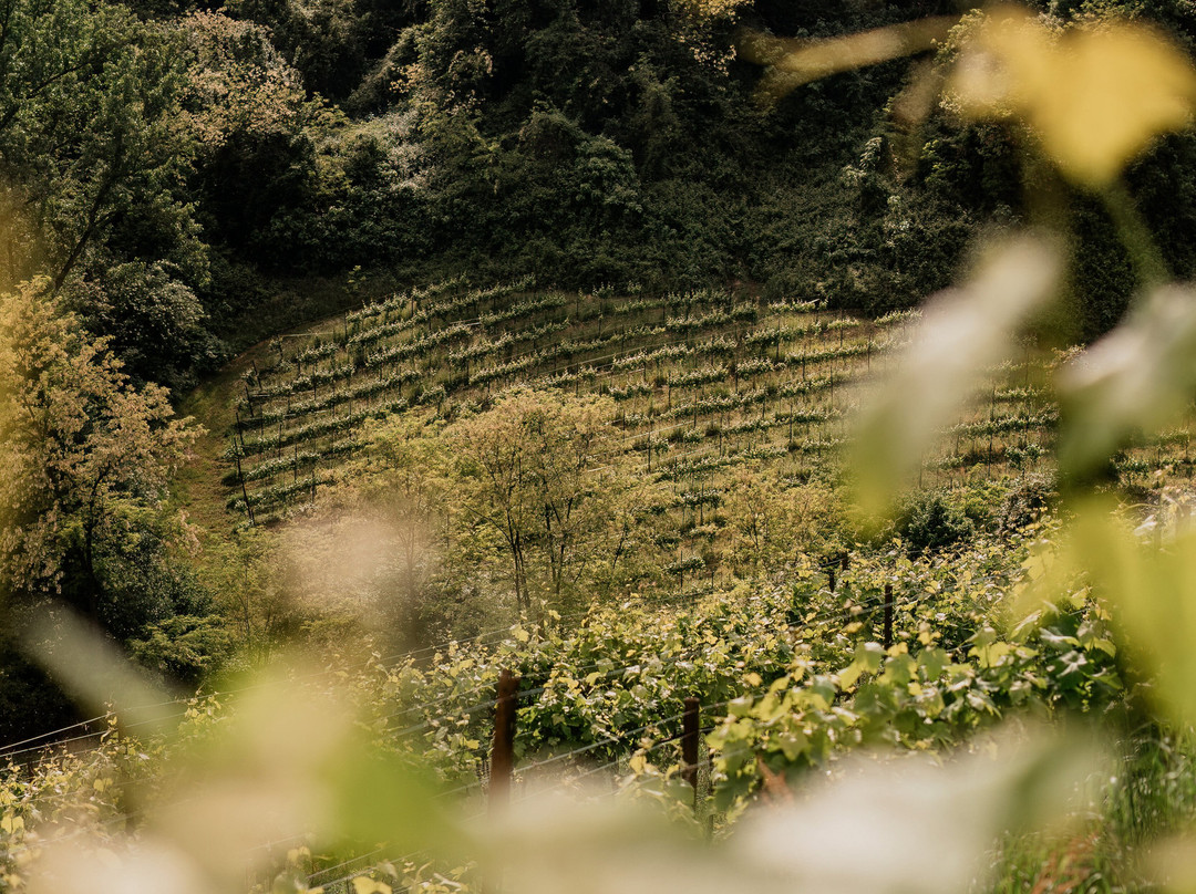 Vini Sara Meneguz-Tarzo必去景点