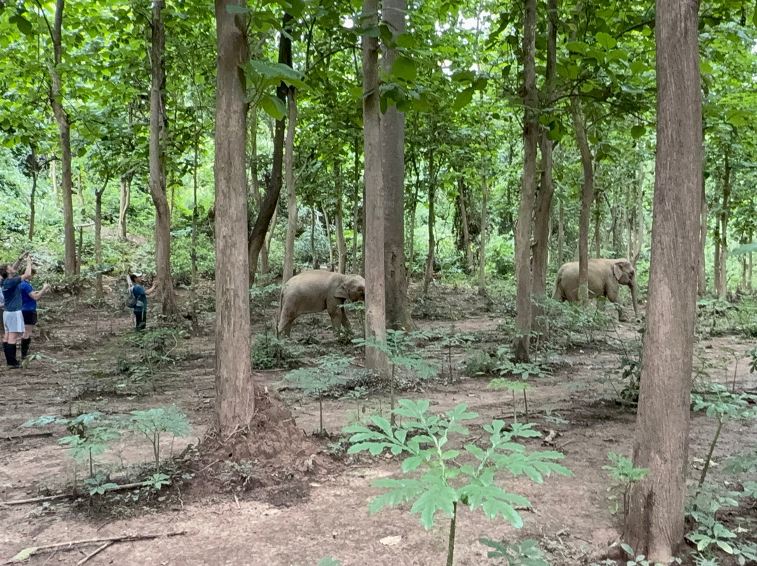 MandaLao Elephant Conservation-琅勃拉邦必去景点