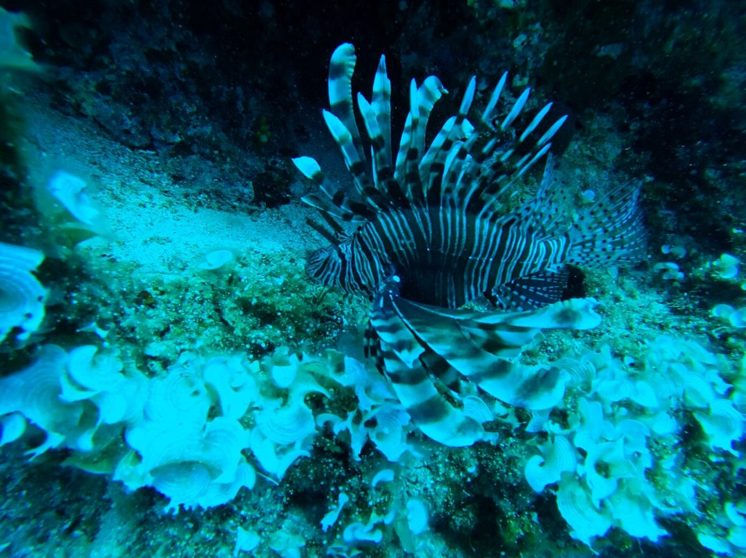 Salt Water Divers-埃尔穆波利必去景点