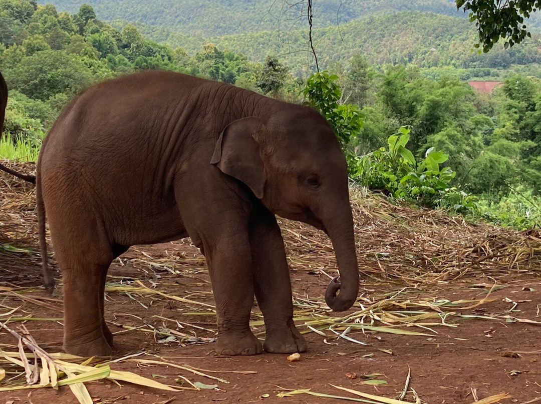 Pon Elephant Thailand-清迈必去景点