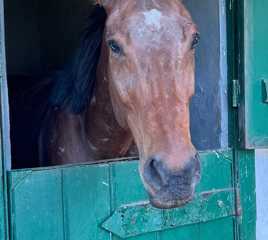 Haras Du Morne-莫纳山必去景点