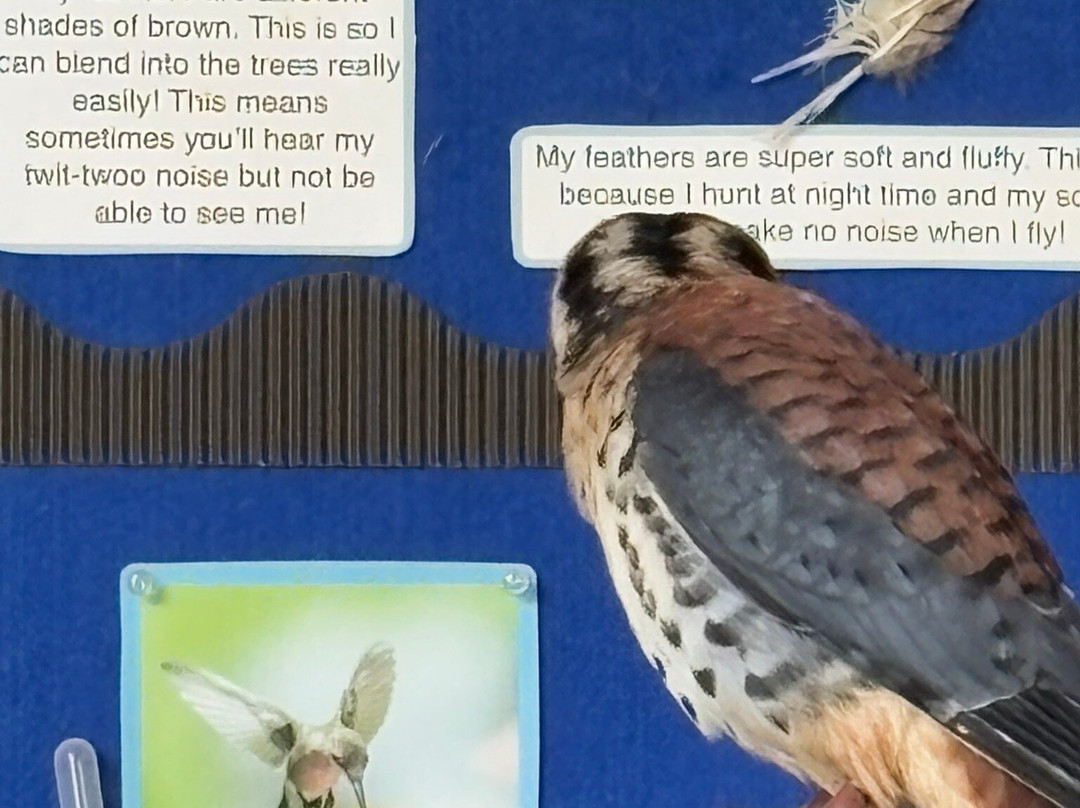 Fens Falconry-Wisbech必去景点