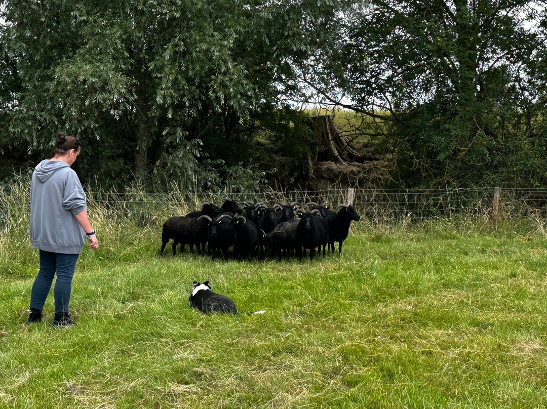 Nij Vyas Sheepdog Experience-East Norton必去景点