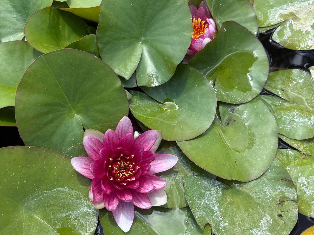 Les jardins du Coq-Montignac-le-Coq必去景点