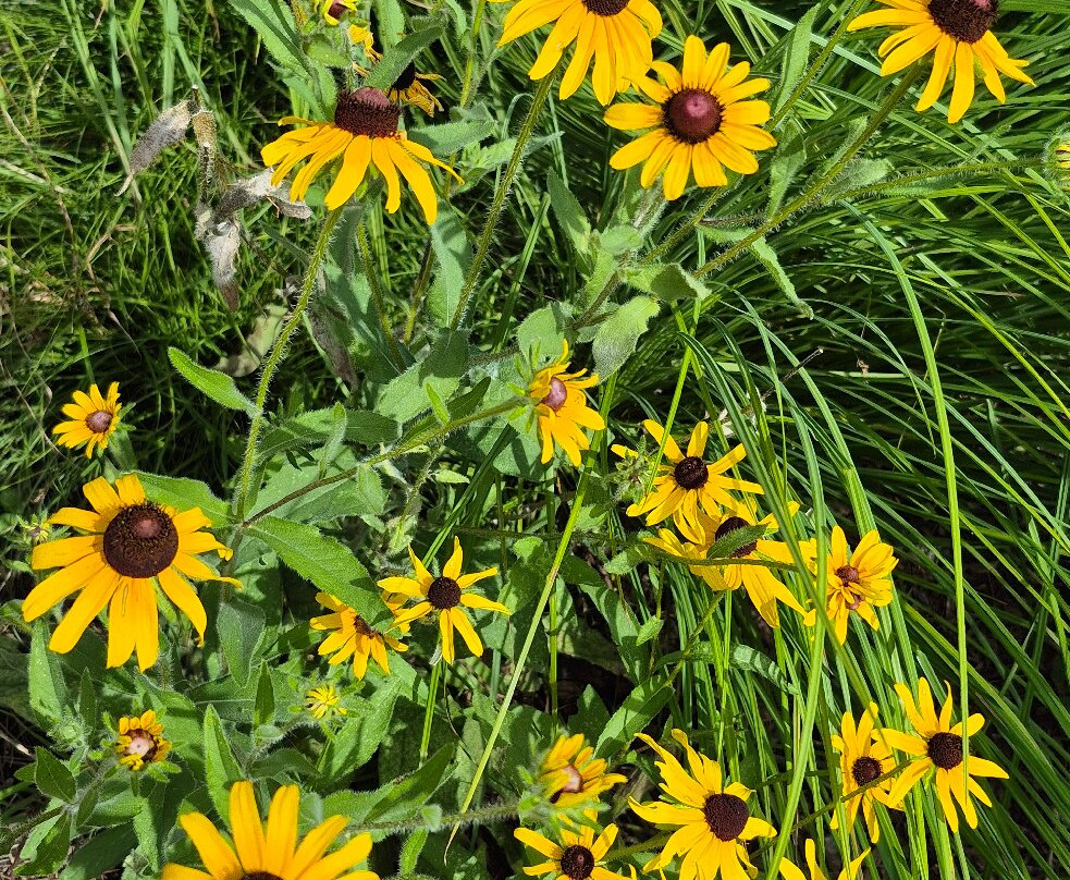 Downtown Cary Park-卡瑞必去景点