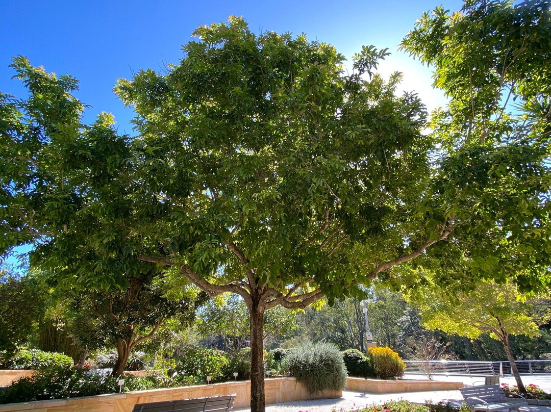Gold Coast Regional Botanic Gardens-Benowa必去景点