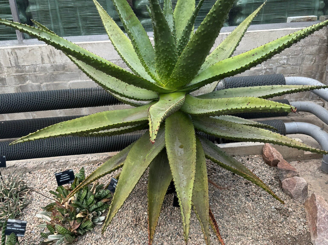 Duthie Park Winter Gardens-阿伯丁必去景点