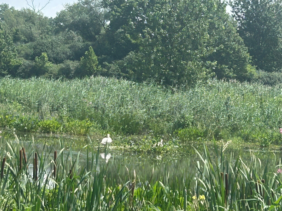 Montezuma National Wildlife Refuge-Seneca Falls必去景点