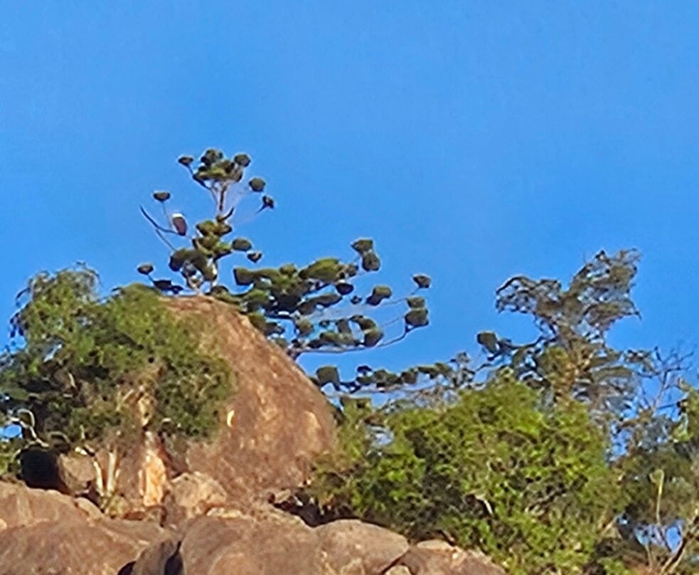 Aquascene Magnetic Island-Magnetic Island必去景点