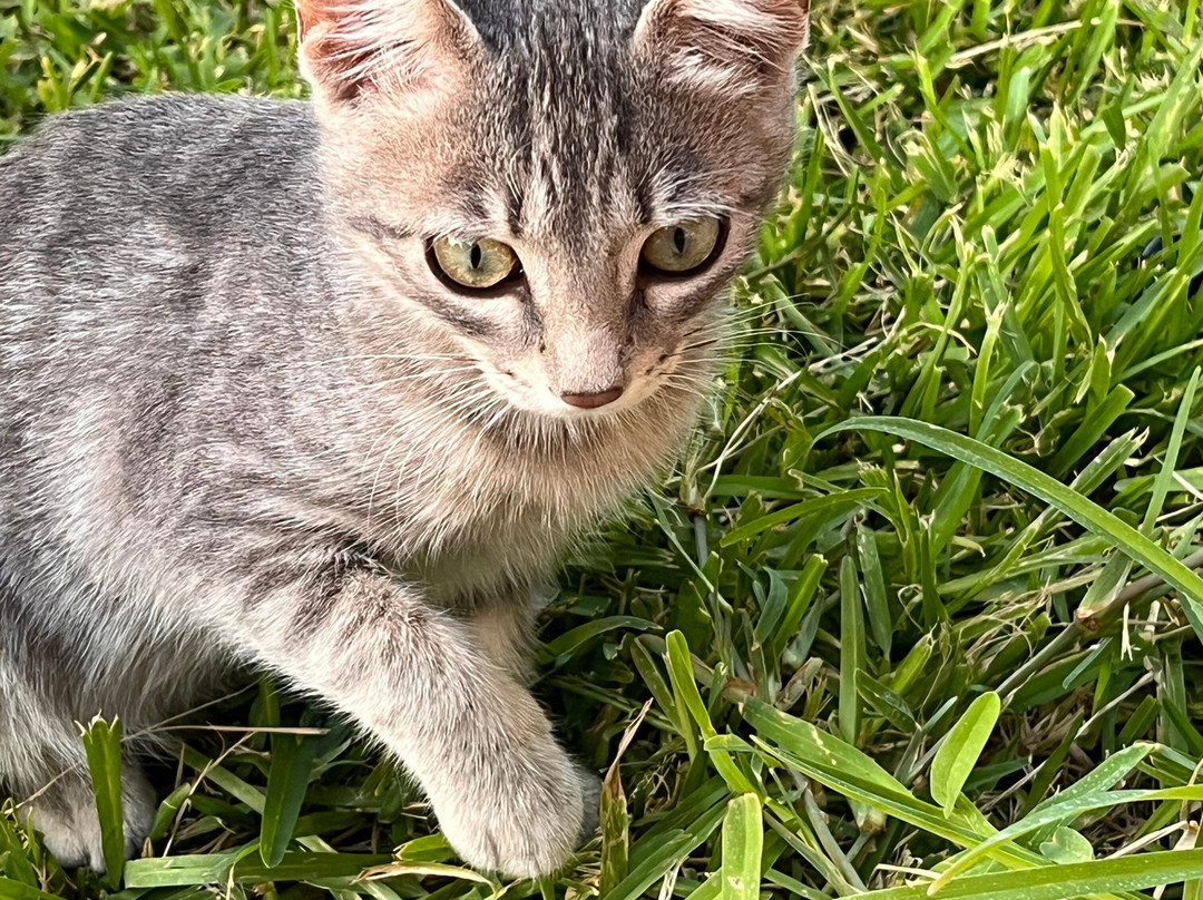 Lu' Hotel Porto Pino主图