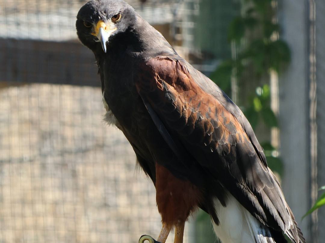 BC Wildlife Park-坎卢普斯必去景点