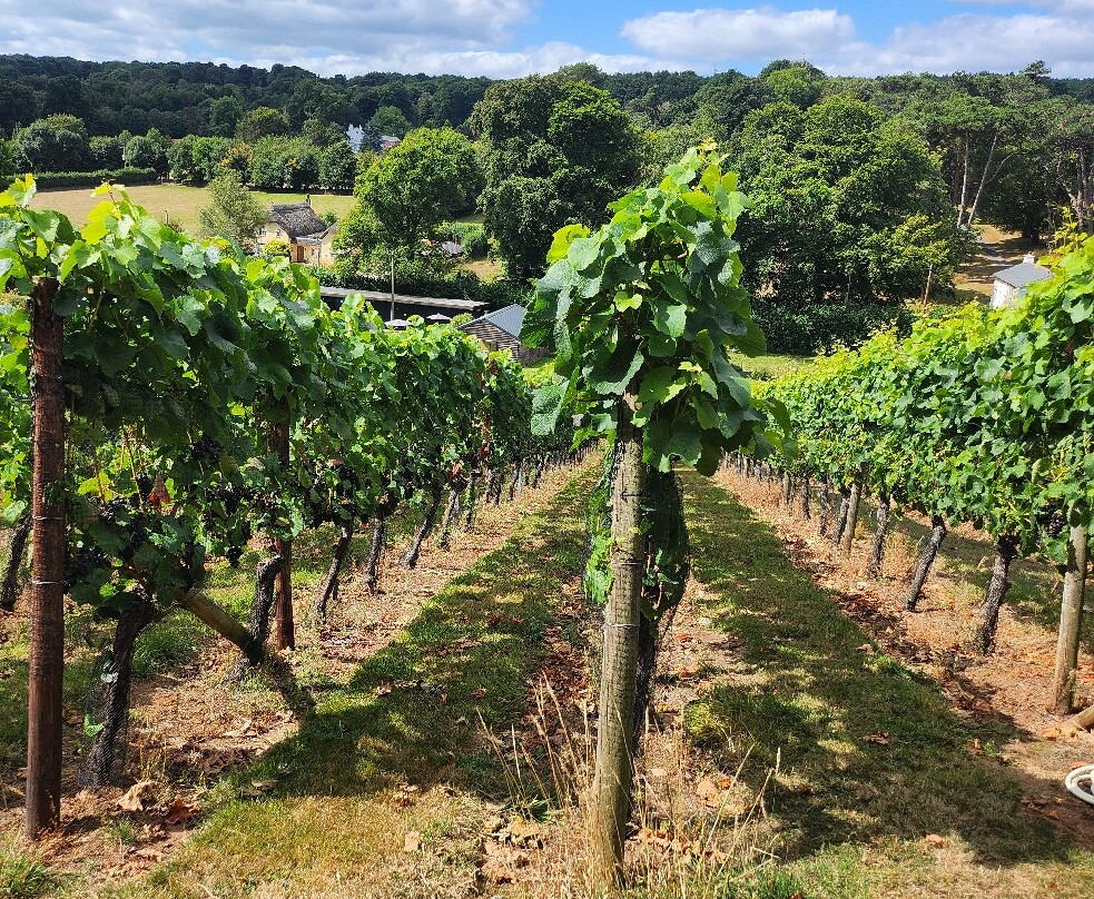 Lily Farm Vineyard-Budleigh Salterton必去景点