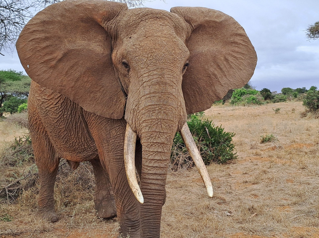 Chideri Safari & Taxi Service-迪亚尼必去景点