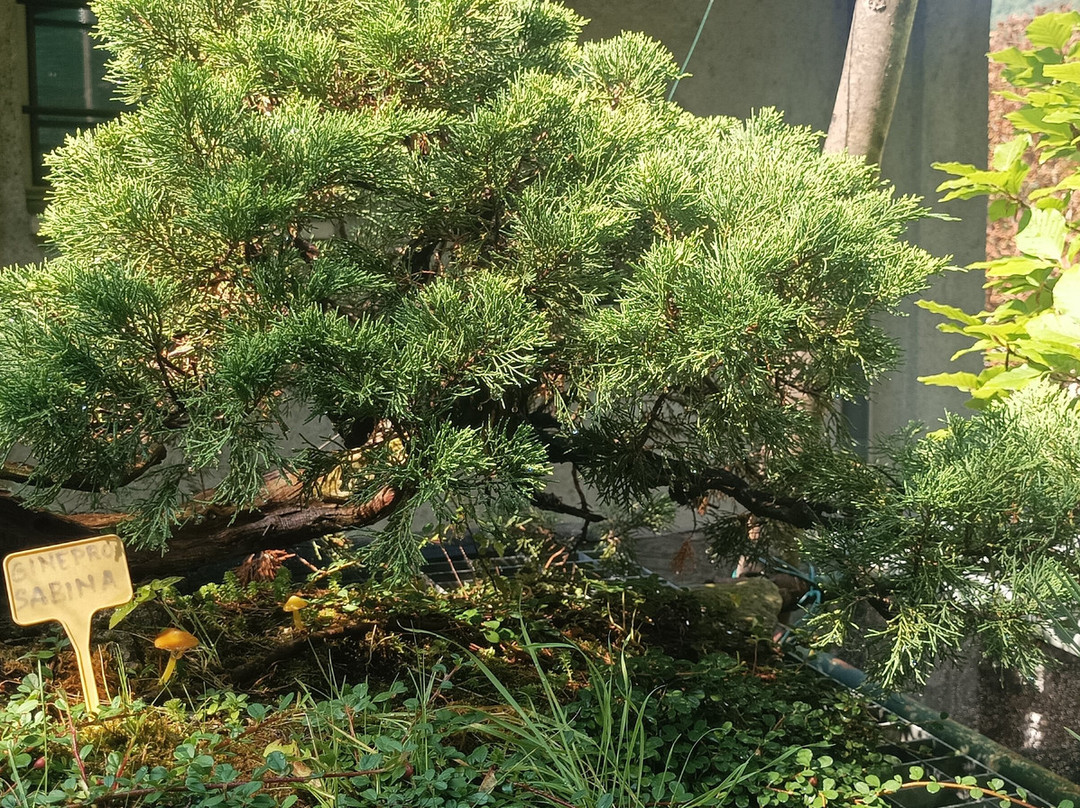Giardino Museo Bonsai della Serenità-Tarzo必去景点