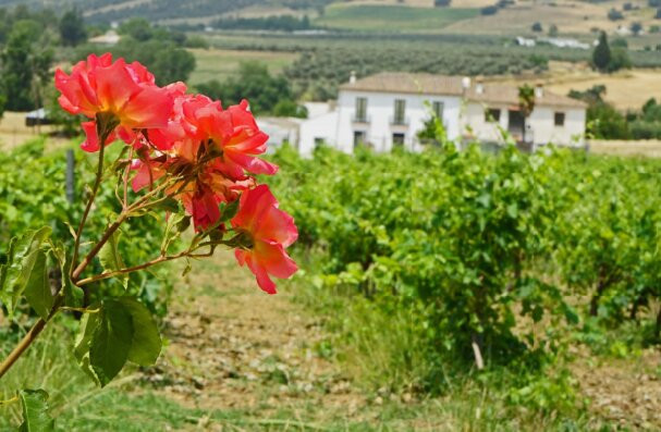 Bodega Garcia Hidalgo-隆达必去景点