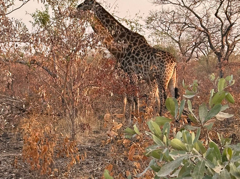Elephant Herd Tours & Safaris-雾观必去景点