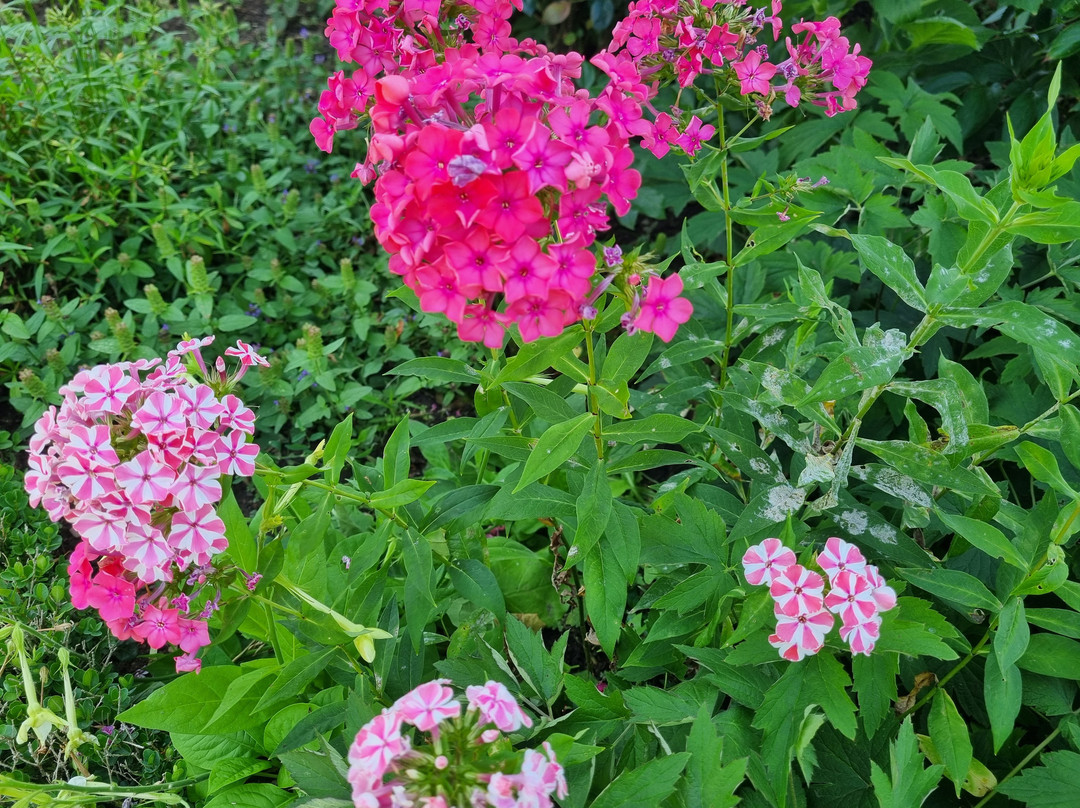 Parc et Jardin du Château de Kolbsheim-Kolbsheim必去景点