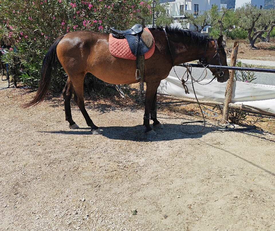 Lucky Luke Horse Riding-扎金索斯必去景点