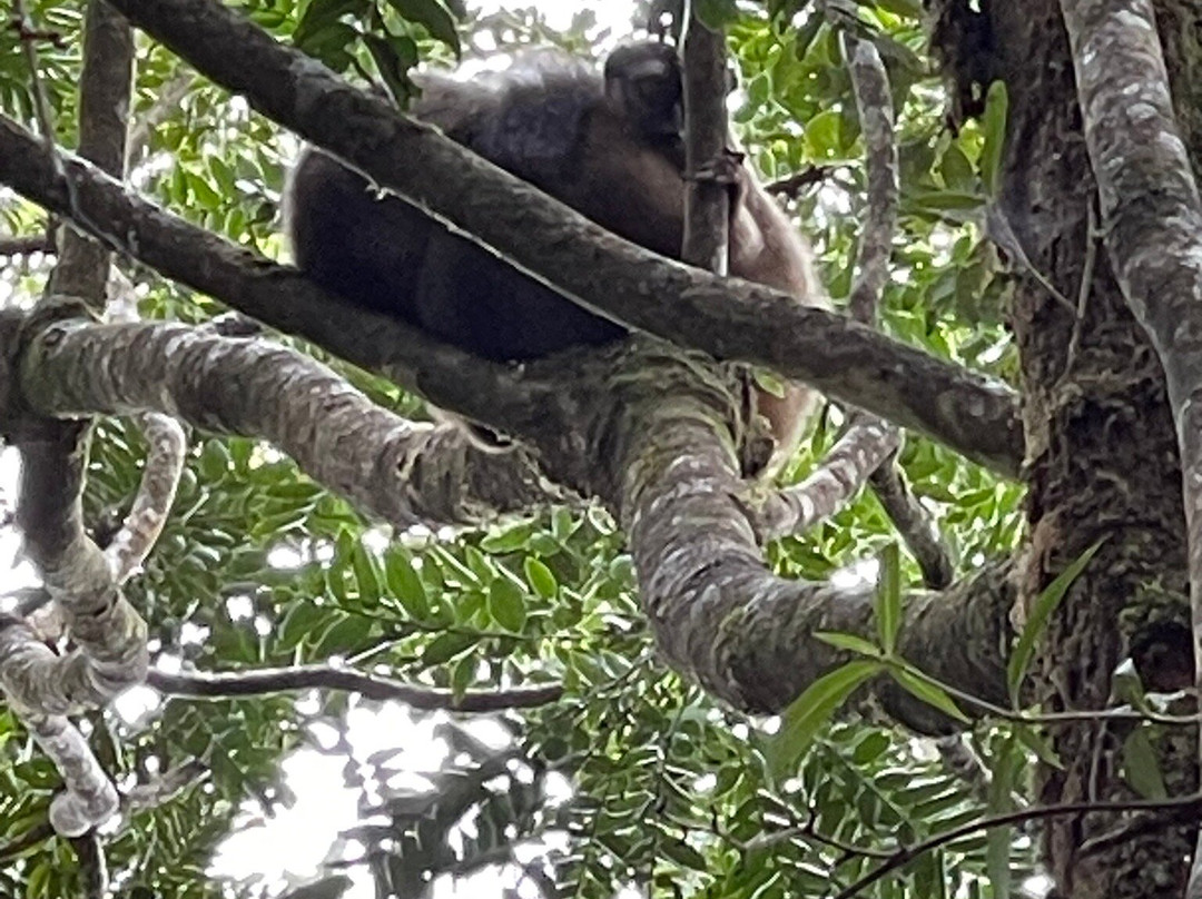 Ranomafana National Park-Fianarantsoa必去景点