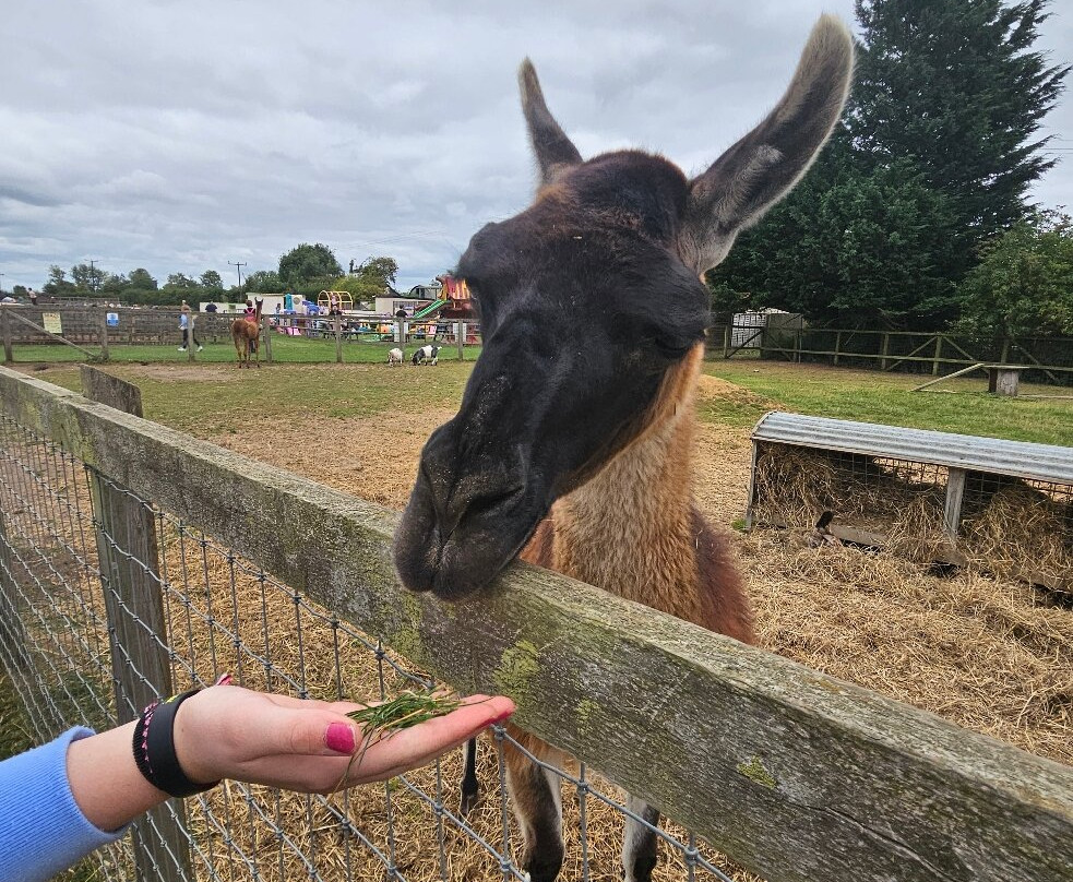 Oasis Camel Park-Halesworth必去景点