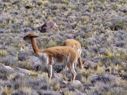 Machu Picchu Magico-库斯科必去景点