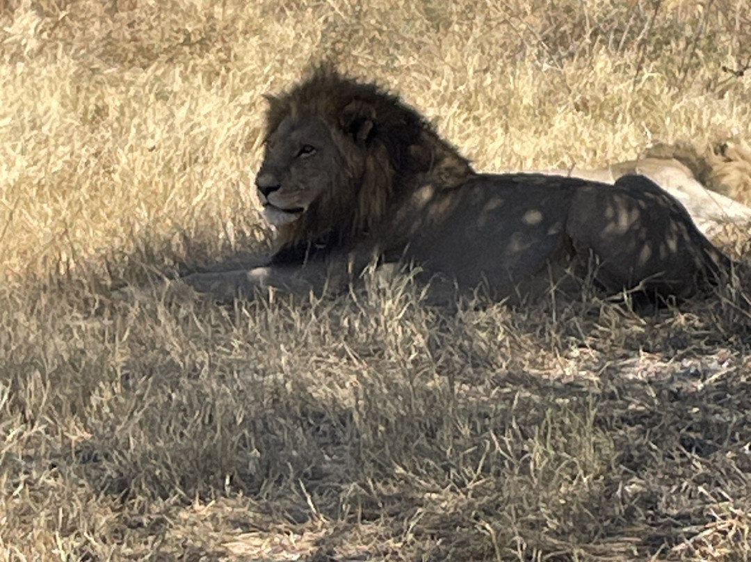 Shangana Safaris Okavango Botswana-马翁必去景点