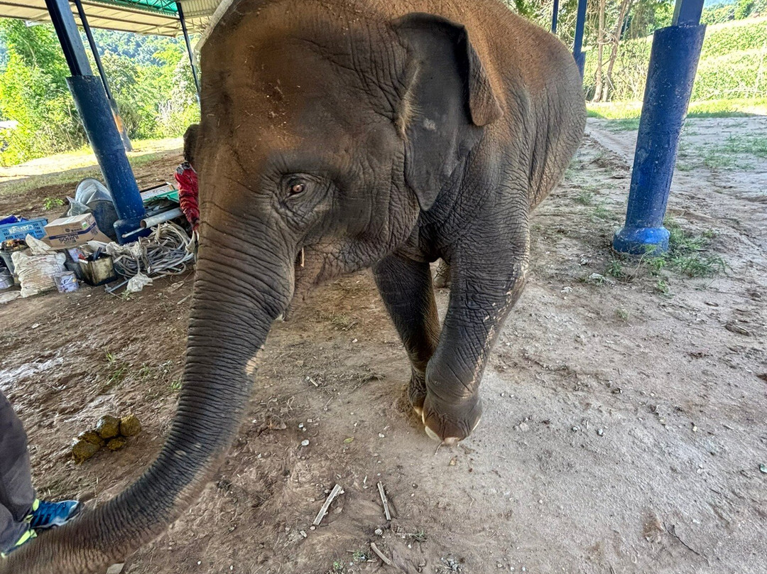 Mae Wang Elephant Camp-夜旺必去景点