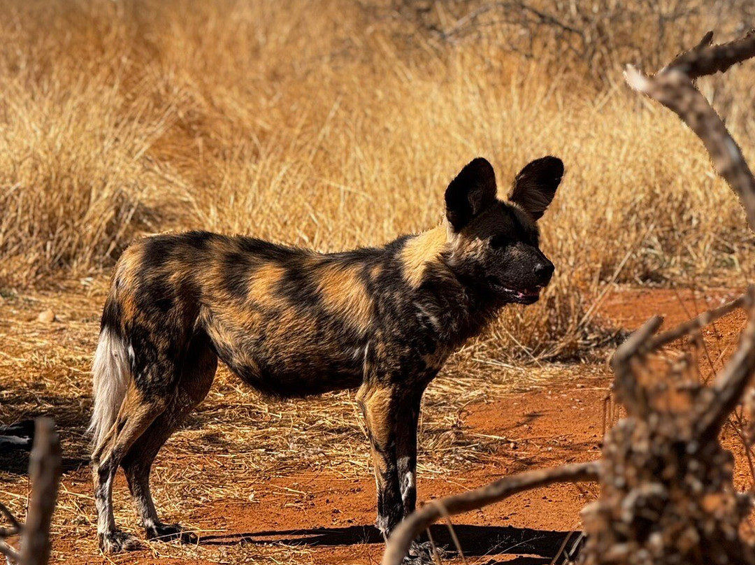 Naankuse Wildlife Sanctuary-温德和克必去景点