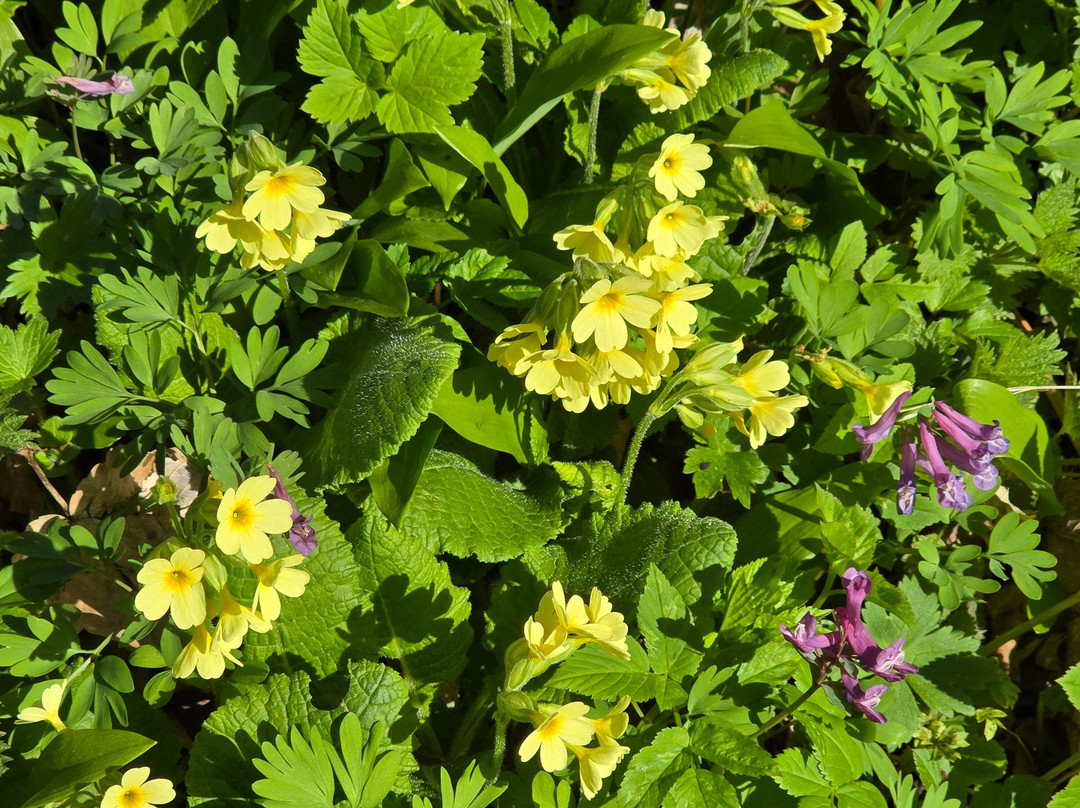 Monastere de la Grande Chartreuse-Saint-Pierre-de-Chartreuse必去景点