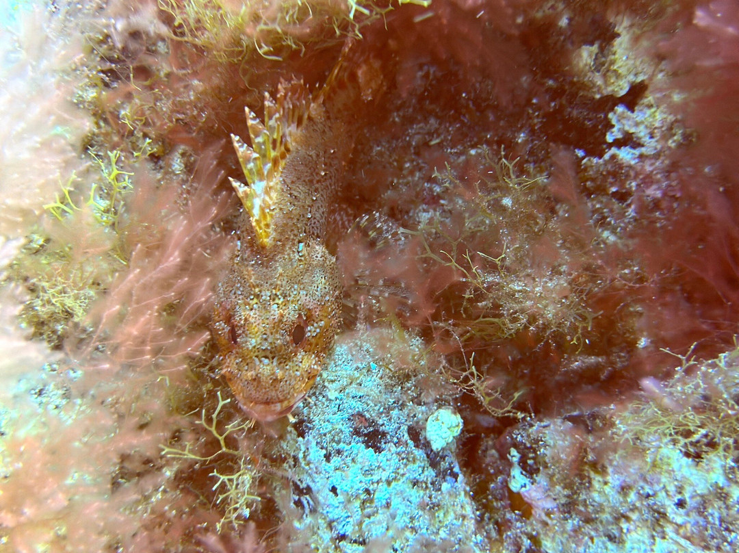 Deep Fin-拉斯加勒塔斯必去景点