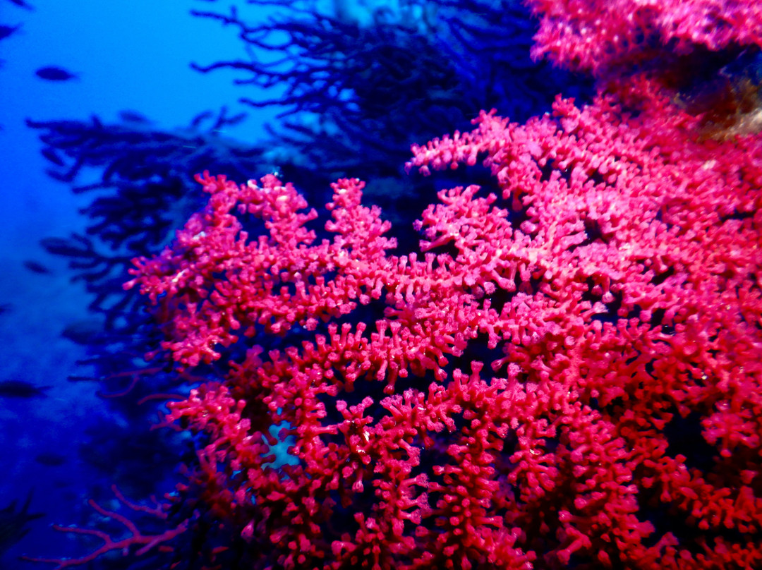 Lustrica diving-Ustica必去景点