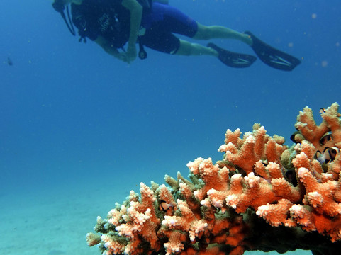 Dive center - Diver Stars-查龙必去景点