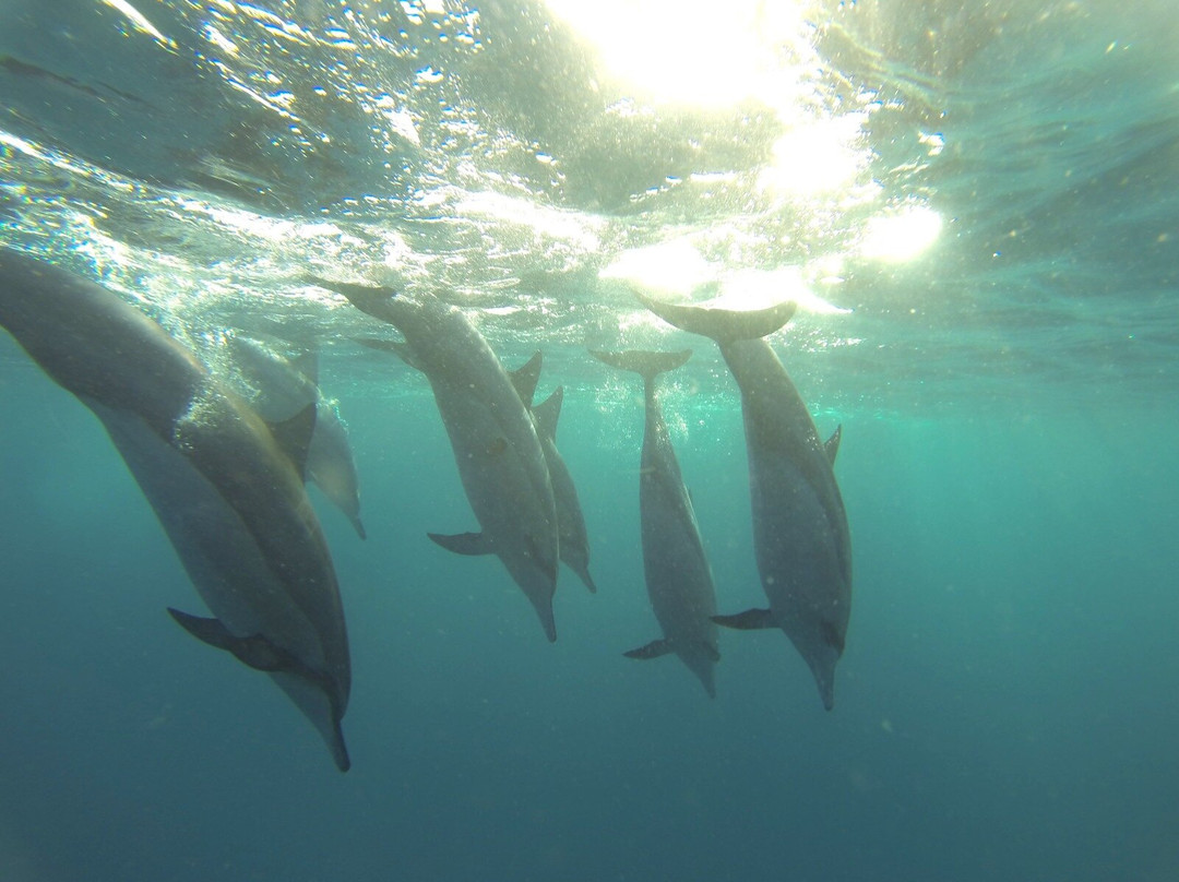 Dadou Excursion-阿尔比恩必去景点