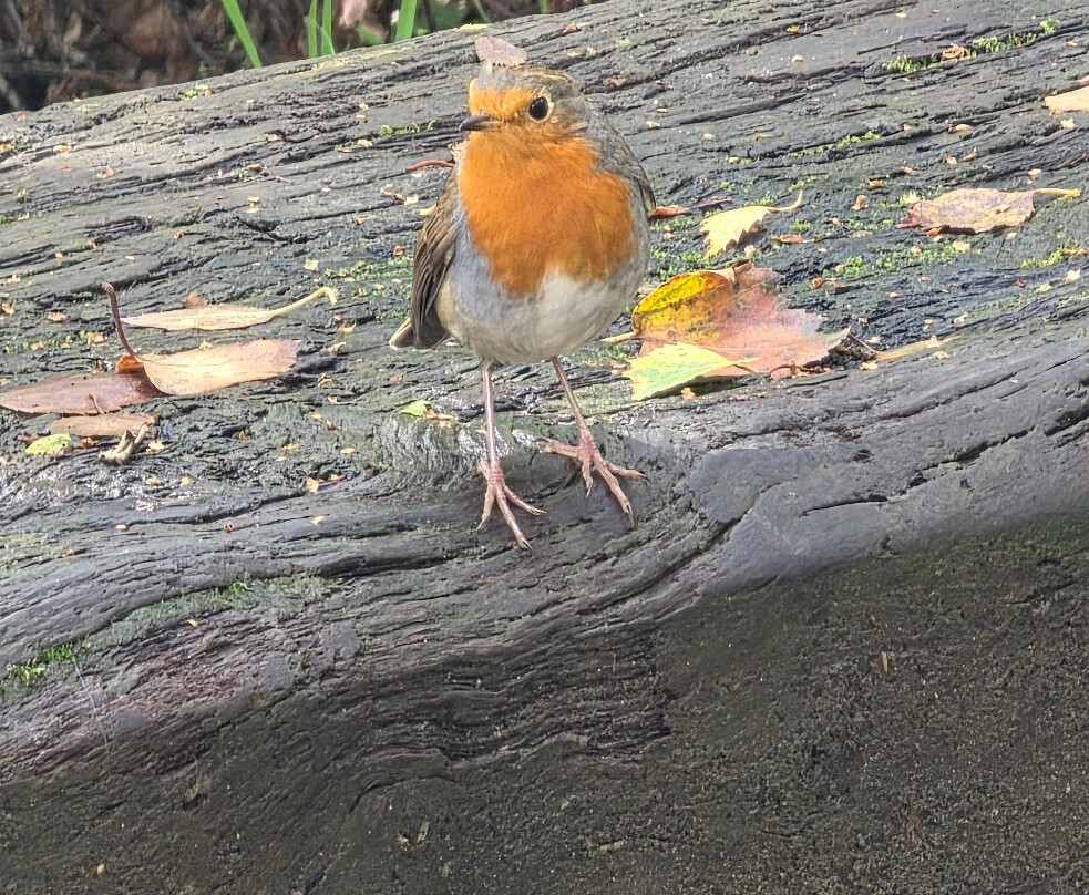 Falls of Falloch-洛蒙德湖与特罗萨克斯山国家公园必去景点