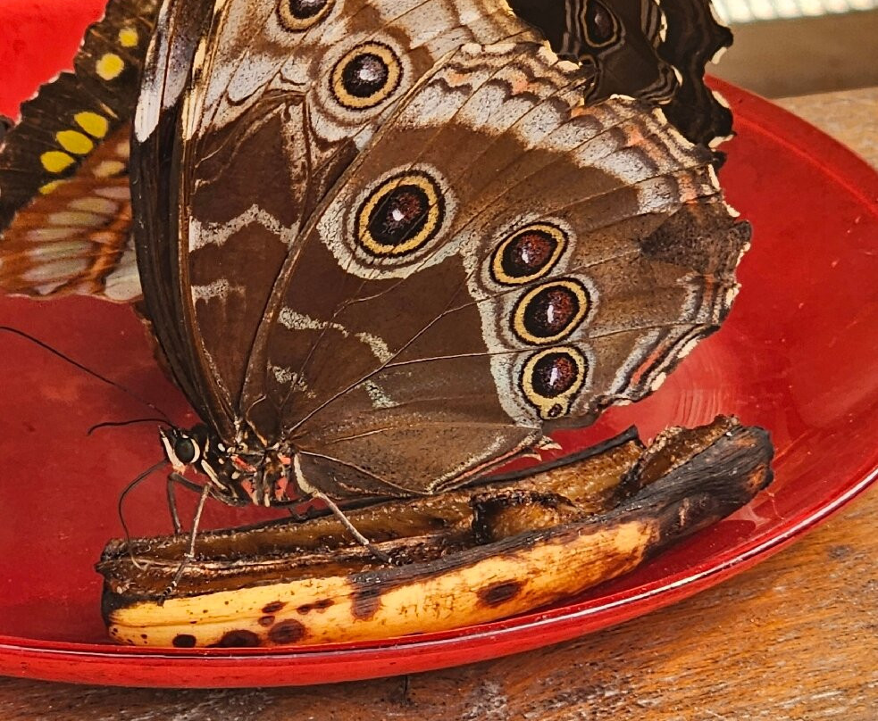 Le Tropique du Papillon-Elne必去景点