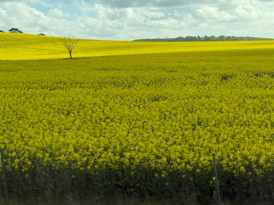 Fun Over Fifty-布里斯班必去景点