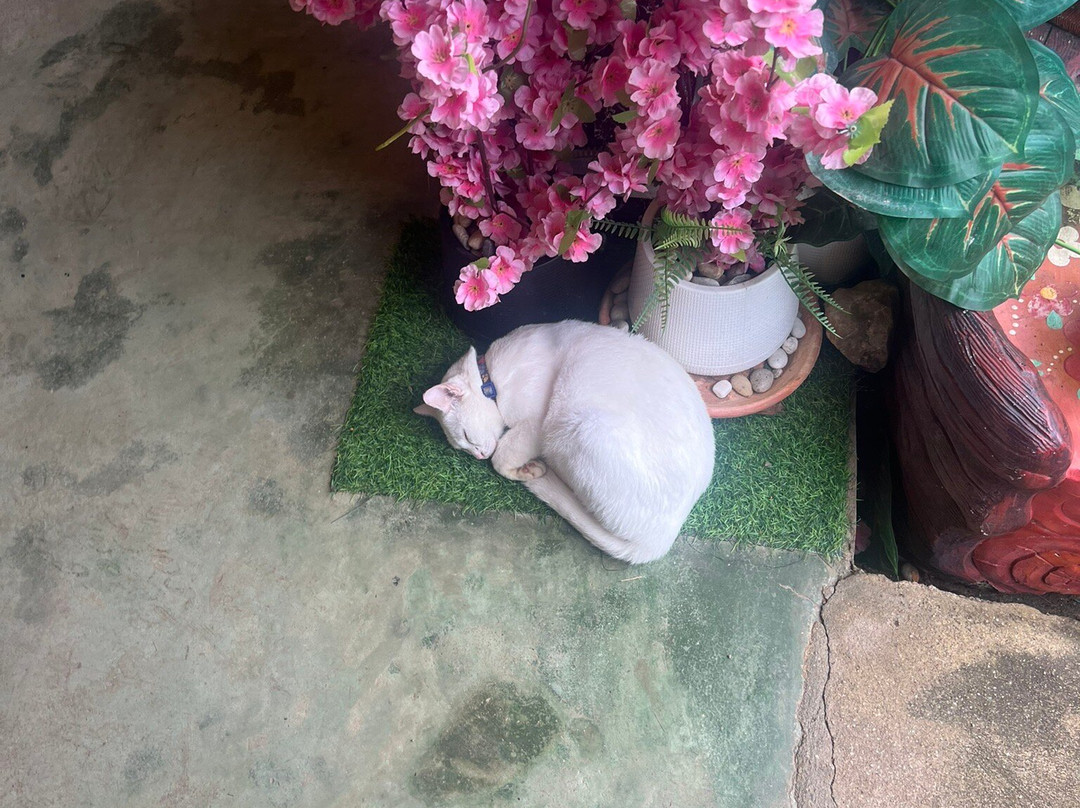 泰式魅力烹饪学校-奥南必去景点