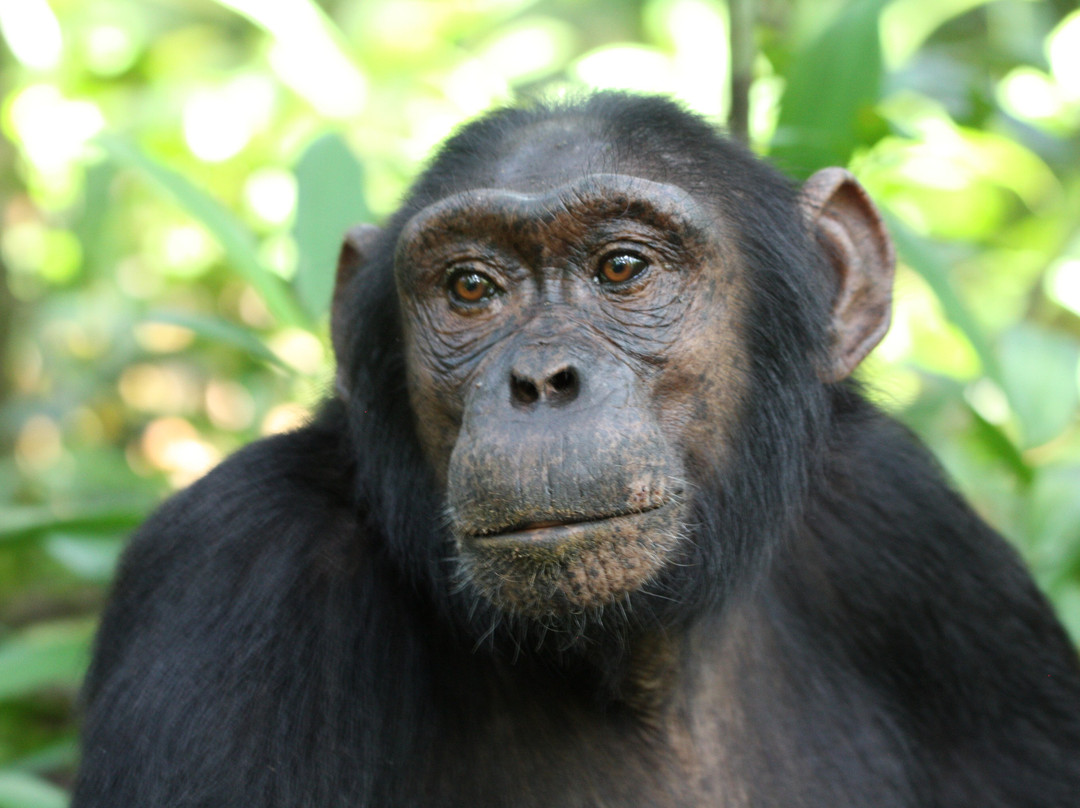 Gorillas and Beyond Safari-恩德培必去景点