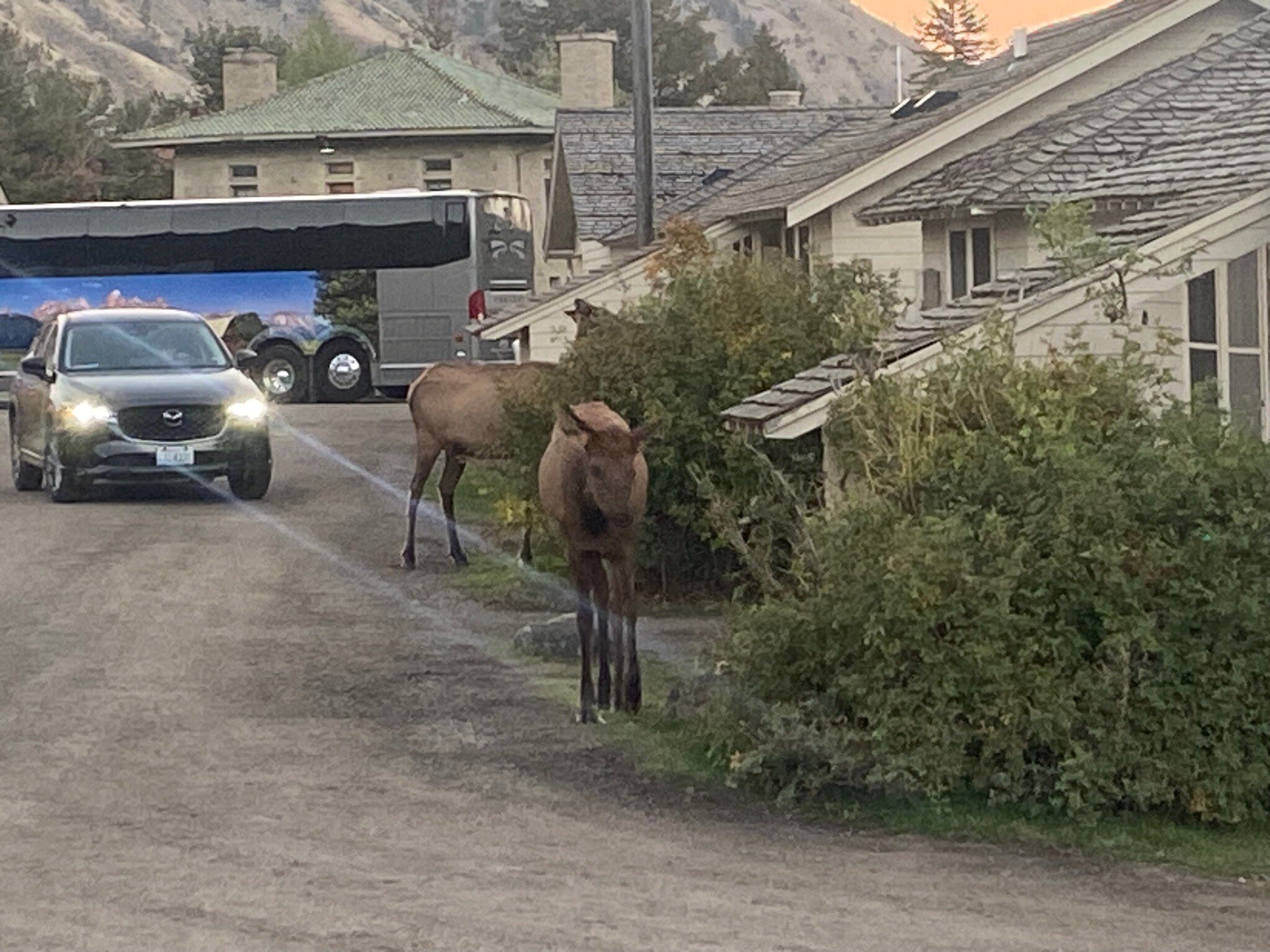 长毛象温泉小屋酒店-官方