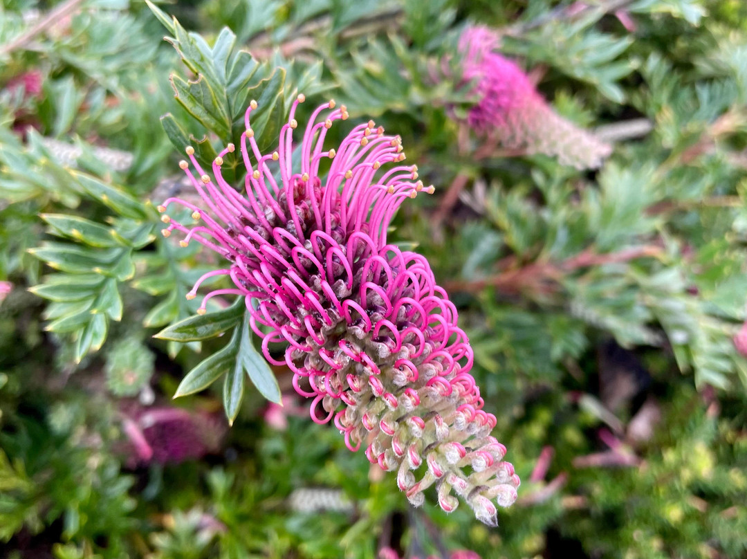 Toora War Memorial-Toora必去景点