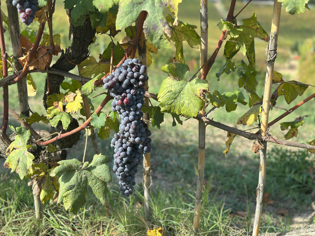 Piedmont Food and Wine-Vinchio必去景点