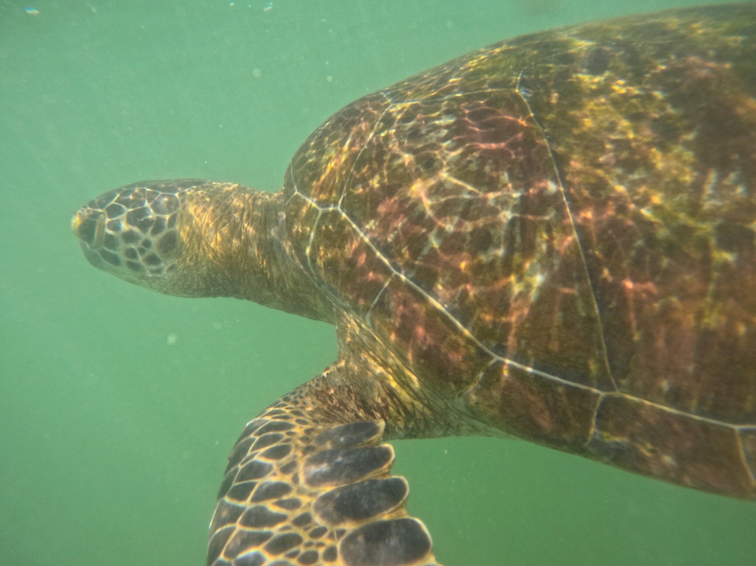 Mirissa Snorkling & Fishing Tours-美蕊沙必去景点