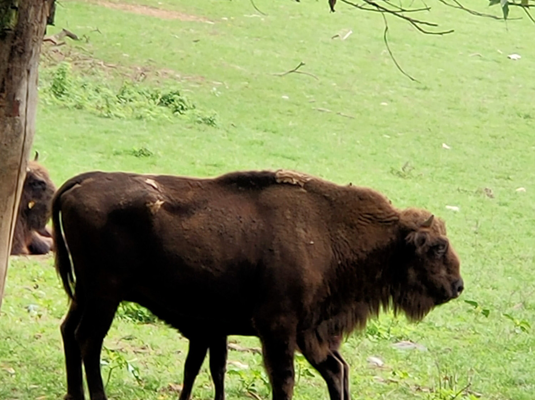 Wild- und Freizeitpark Westerwald-Gackenbach必去景点