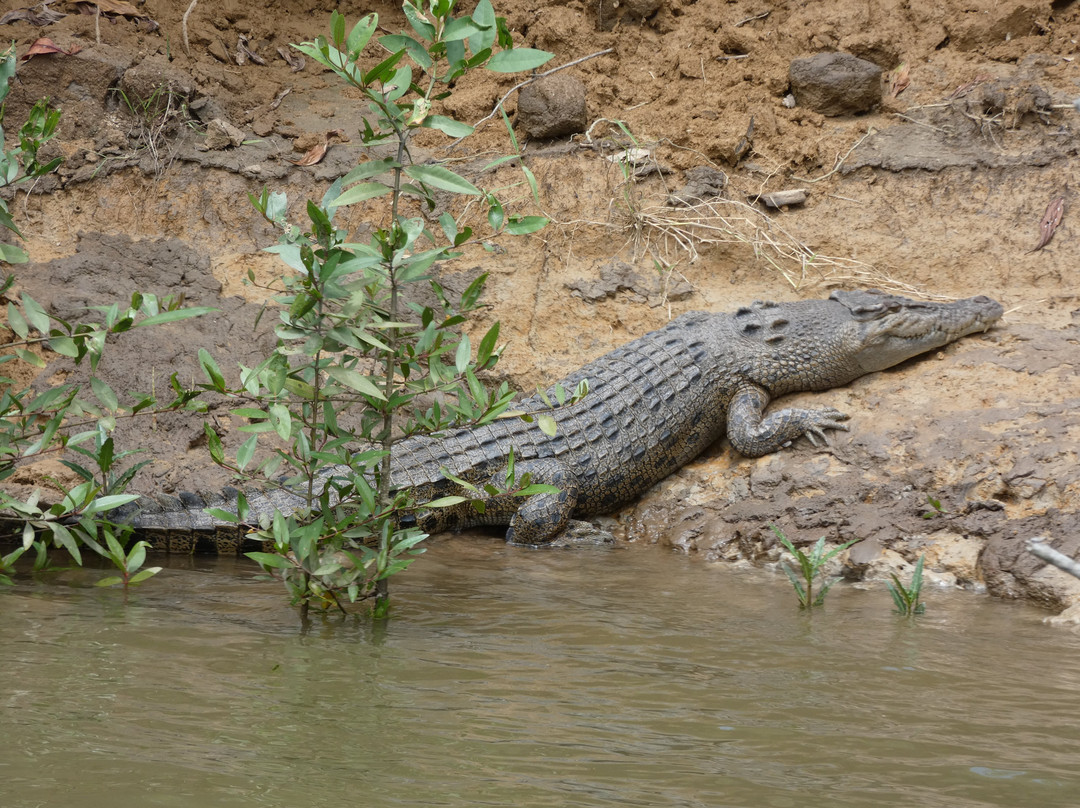 Solar Whisper Wildlife and Crocodile Cruises on the Daintree river-Daintree必去景点