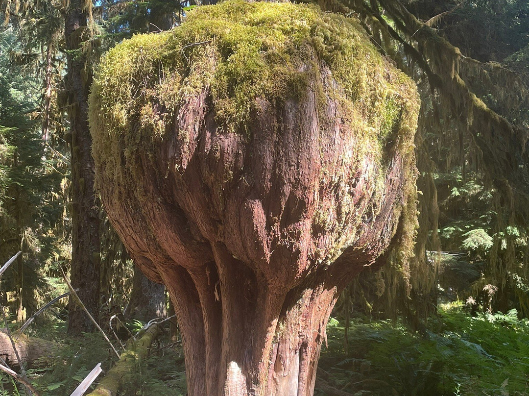 Lovers Lane trail-安吉利斯港必去景点