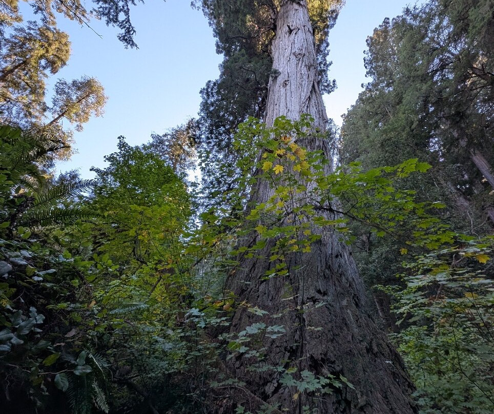 Grove of Titans Trail-克雷森特城必去景点