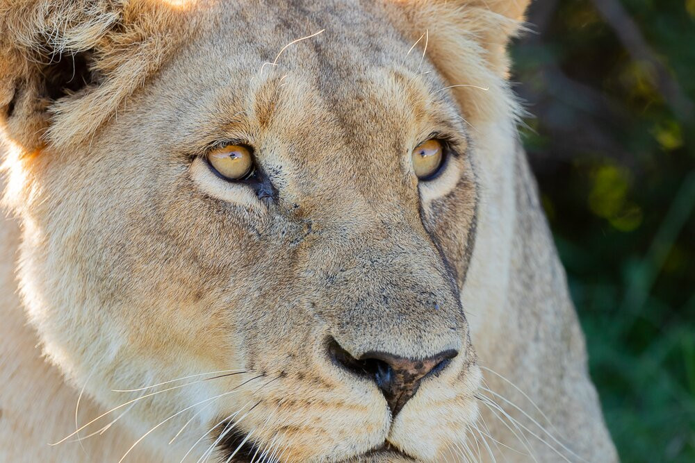 Pumba Private Game Reserve Day Safari-格拉罕镇必去景点